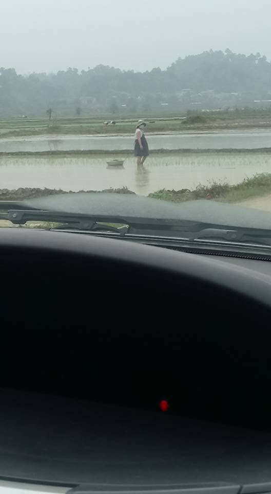 Mẹ bầu bụng to vượt mặt vẫn đi cấy ngoài ruộng khiến ai nhìn cũng thương